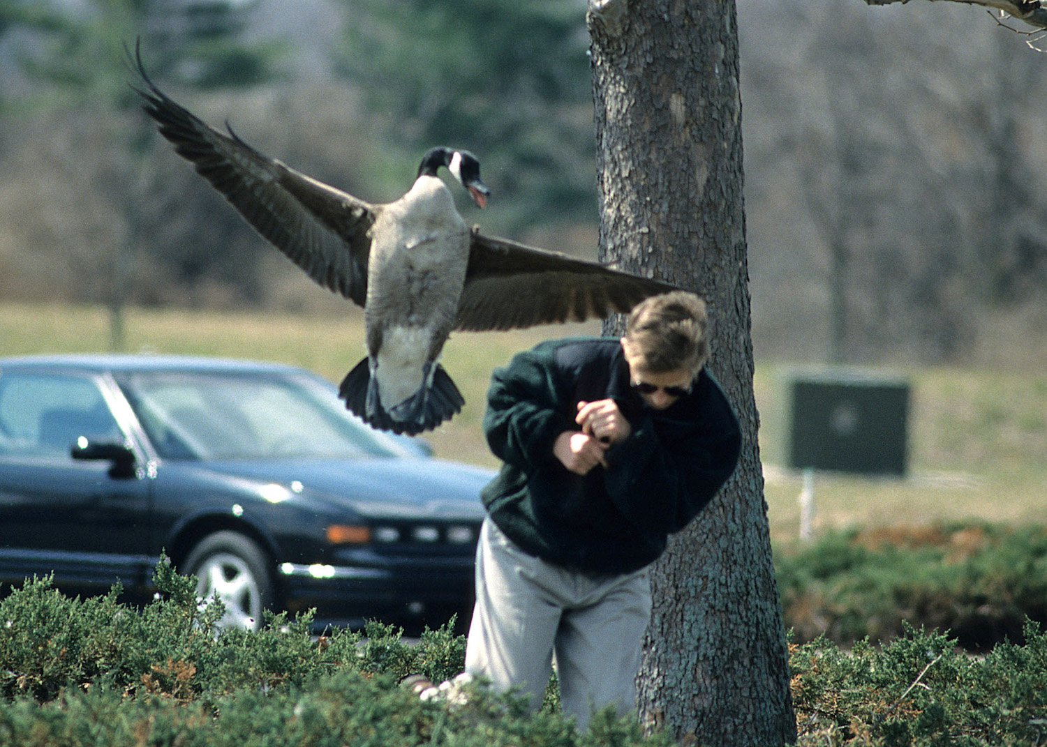 Canada Geese - LEAP for Biodiversity